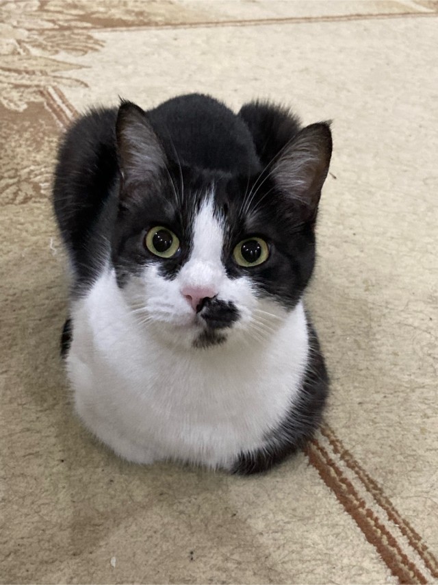 Котики не имеют национальности!!
