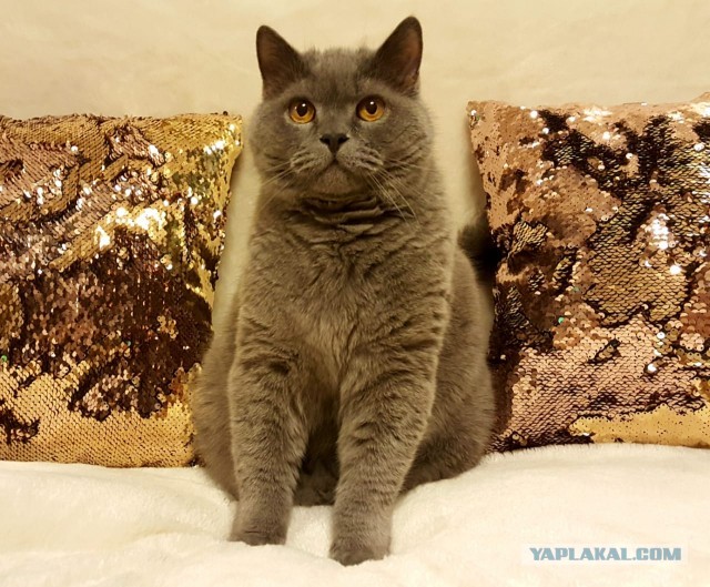 Котовторник ведь начался!