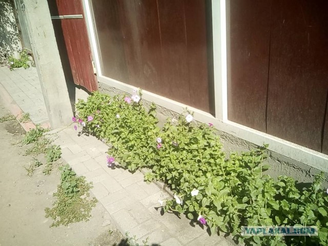 Посоветуйте многолетние неприхотливые цветы