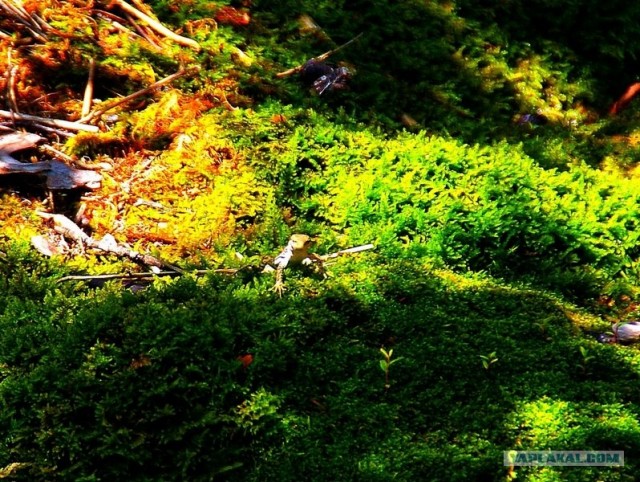 Прогулка по Крыму