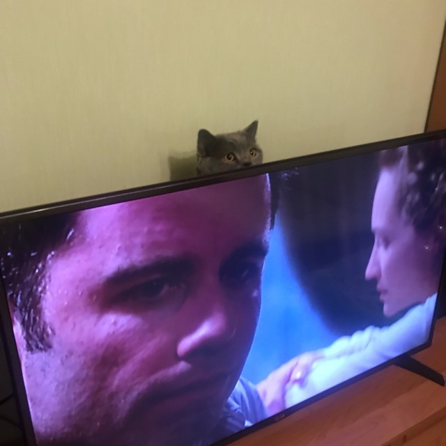 К котовторнику