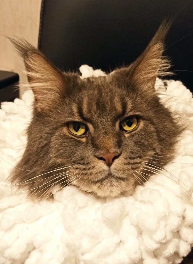 Котовторнику посвящается