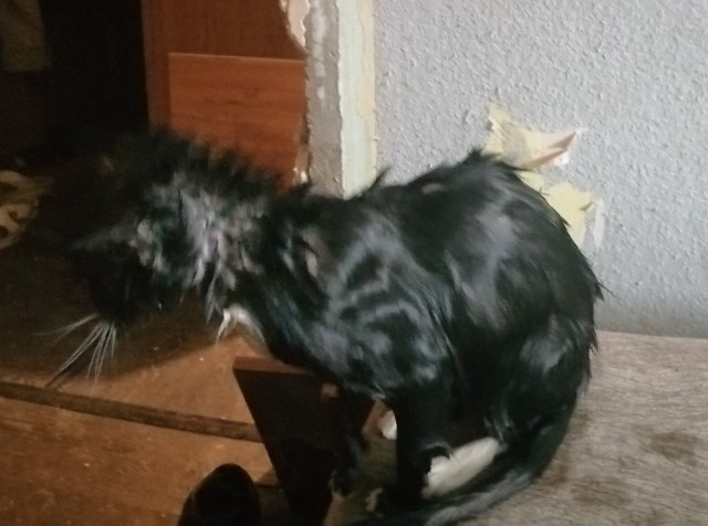 Коту всегда есть чем заняться в шесть часов утра