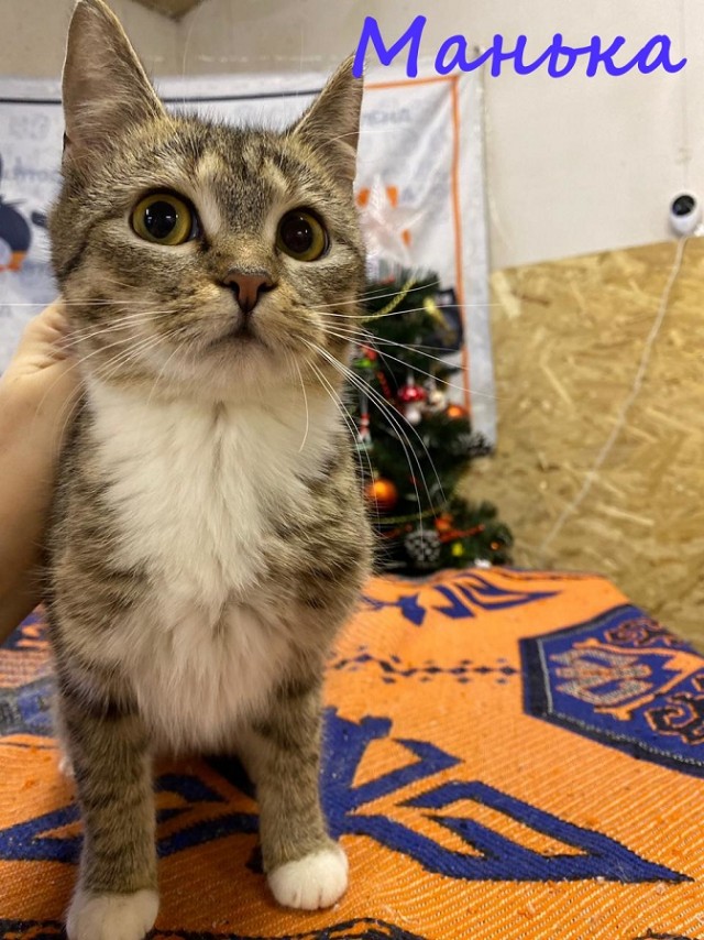 Жизнь домашнего приюта "Котоленд" 371