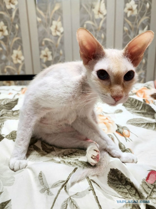 Начинаем котовторник.