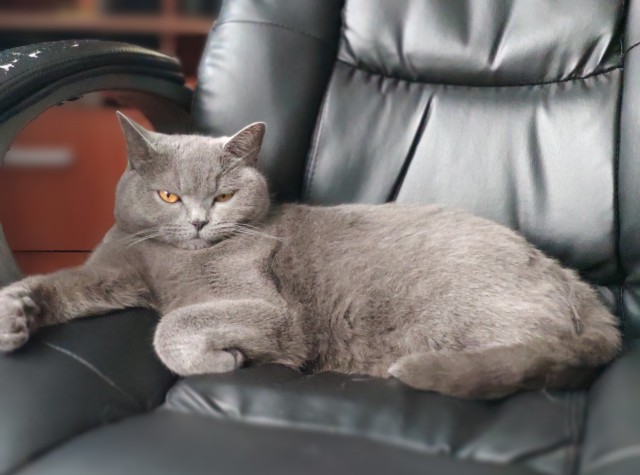 Коты белые, 12 литров