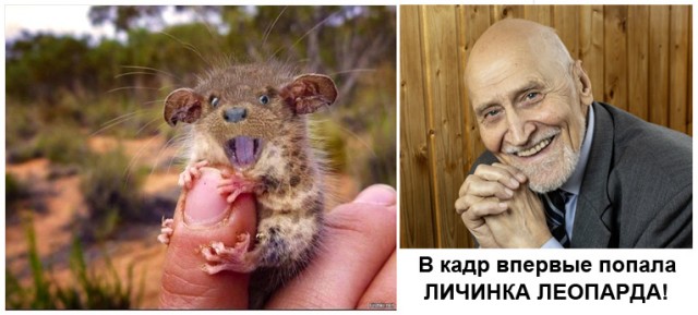 Эти милые животные