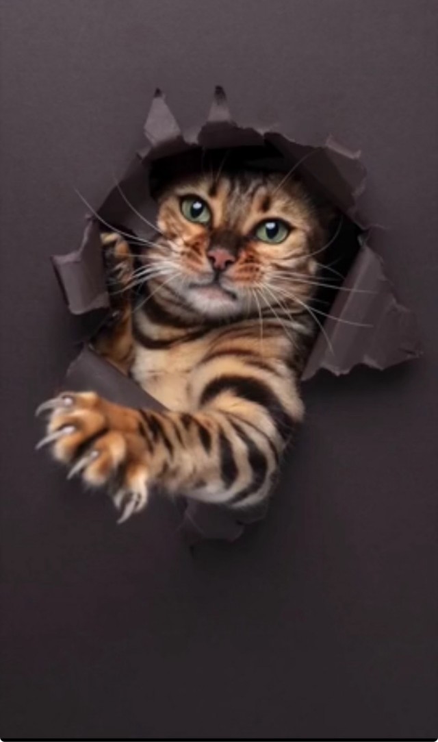 Идея фотосессии для кота