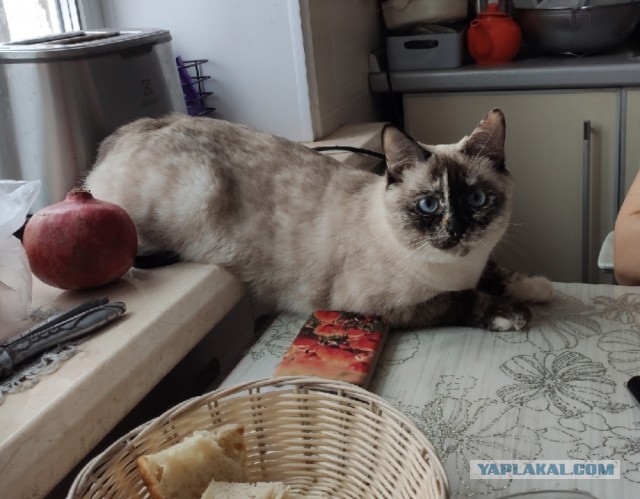 Жизнь домашнего приюта для котеек 475