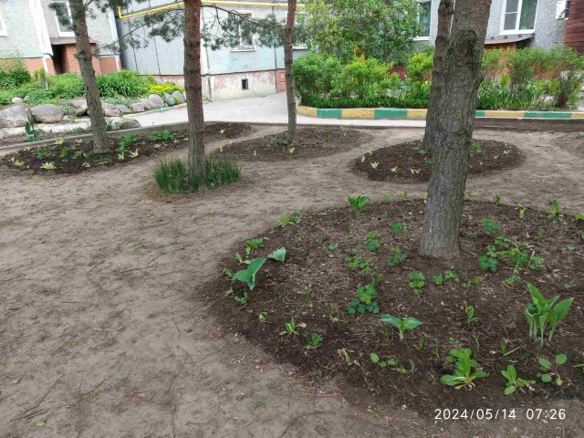 Клумба во дворе 2024 весна