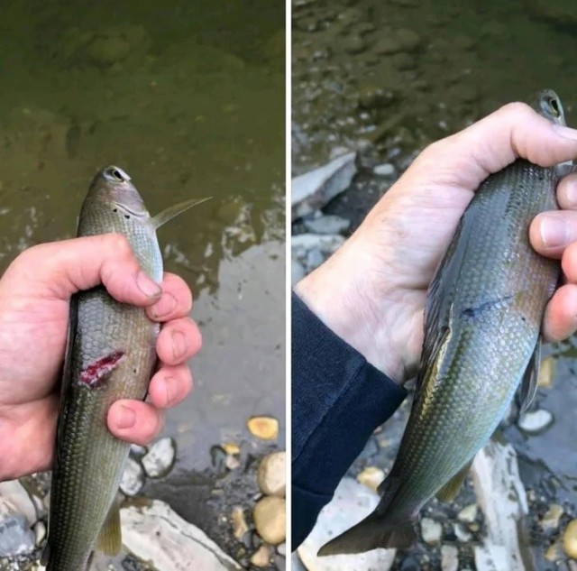 Рыбалка на платном водоёме