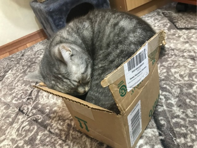 Спящие коты - это что-то с чем-то