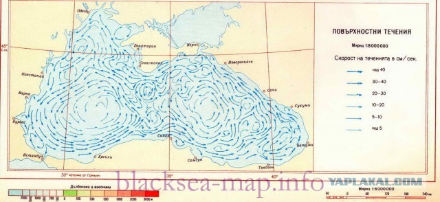 Масштаб экологического бедствия на побережье Черного моря