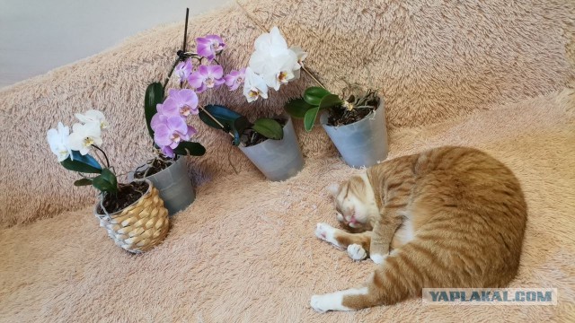 Мои цветочки поздравили меня с 8 марта!