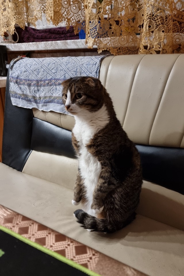 К котовторнику