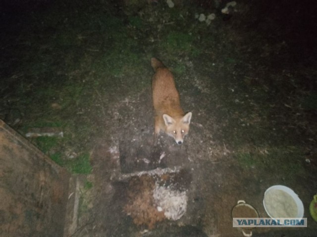 Жизнь домашнего приюта для котеек 537