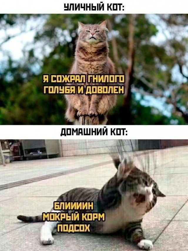 Так себе картинки 11.05.25