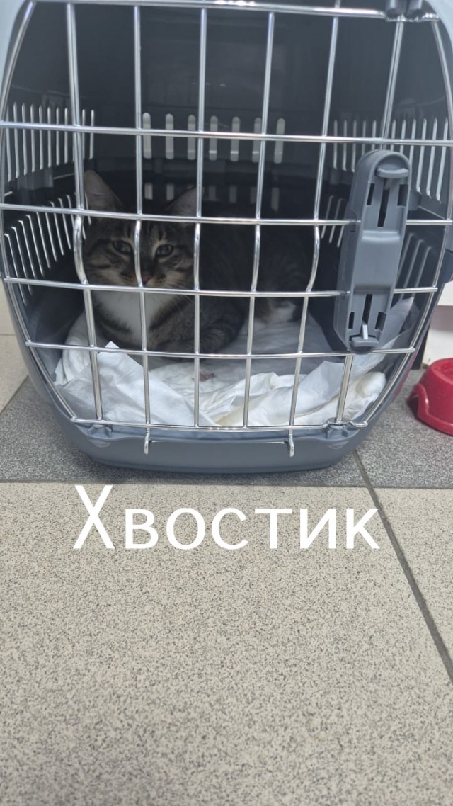 Жизнь домашнего приюта "Котоленд" 510