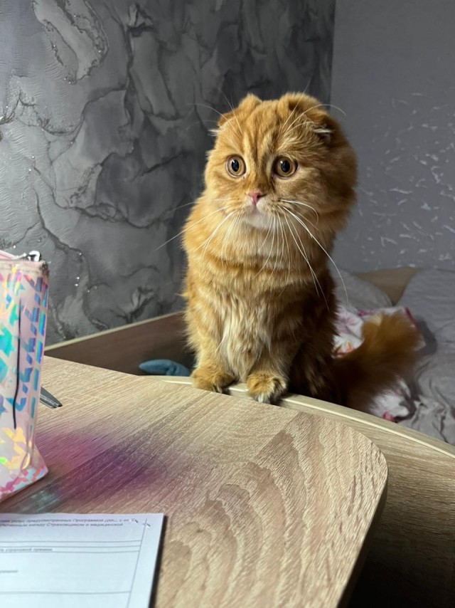 К предстоящему котовторнику