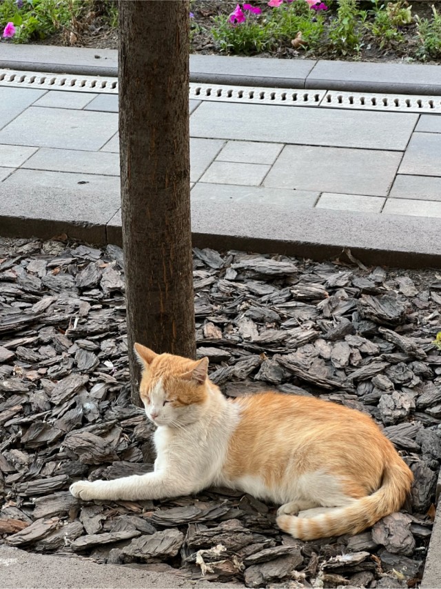 Уличные котики
