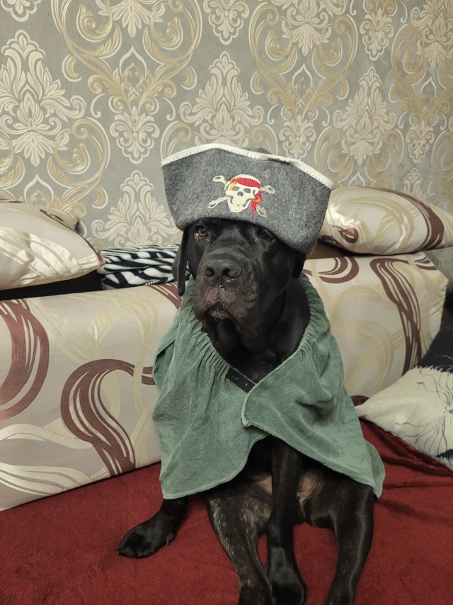 К собакочетвергу