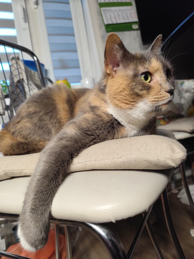 Котовторник снова!