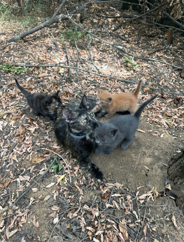 Кошка родила котят в танке .