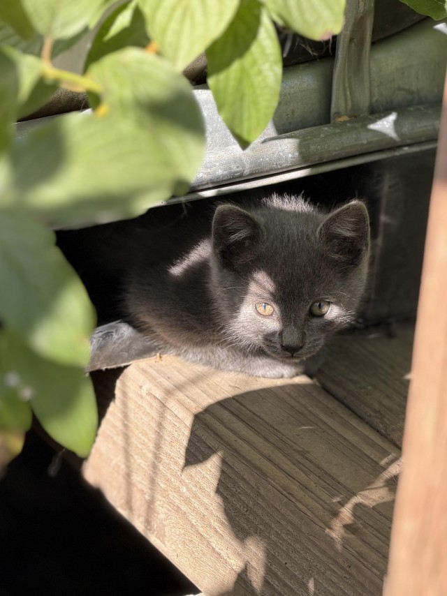 Котята