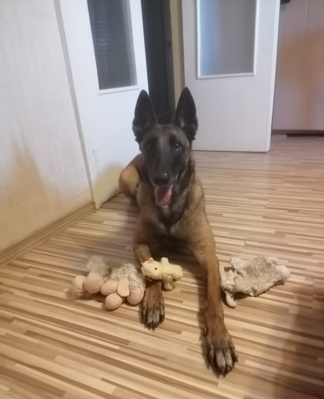 Собакочетверг.