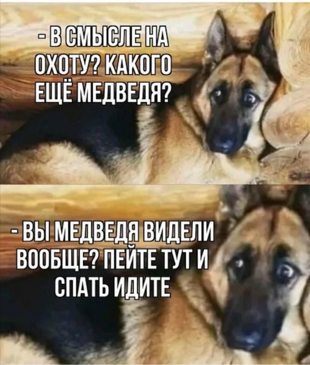 Полезное про медведей для широкой аудитории