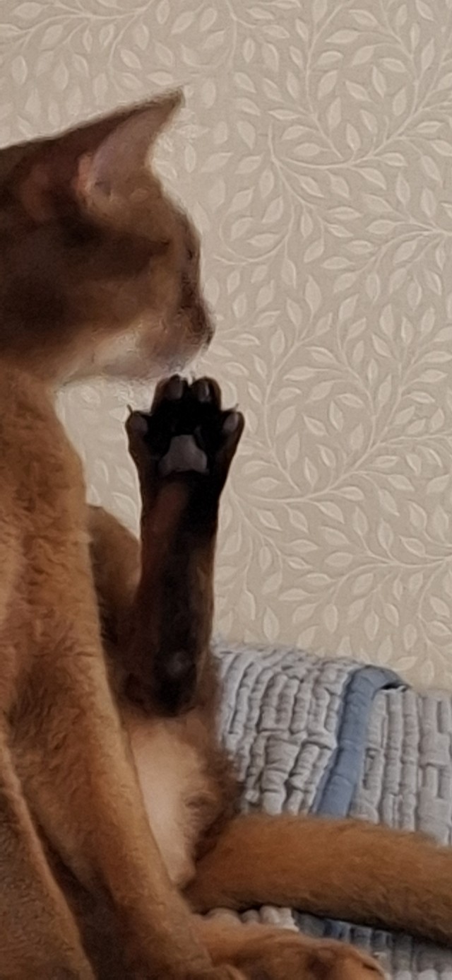 Чапалах
