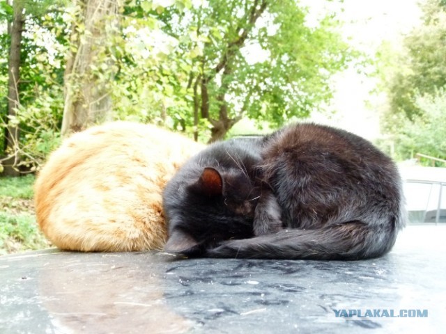 Котовторник 03.09.2013