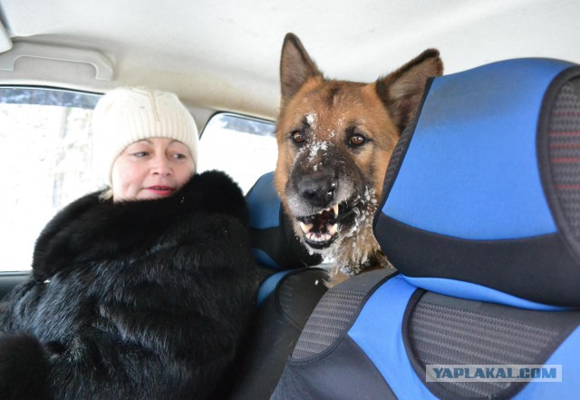 Собакочетверг на 02.01.2014