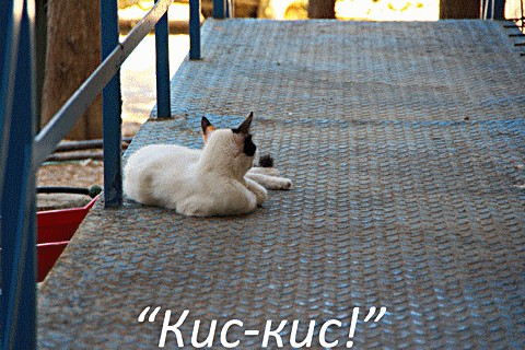 Котовторник 01.04.2014