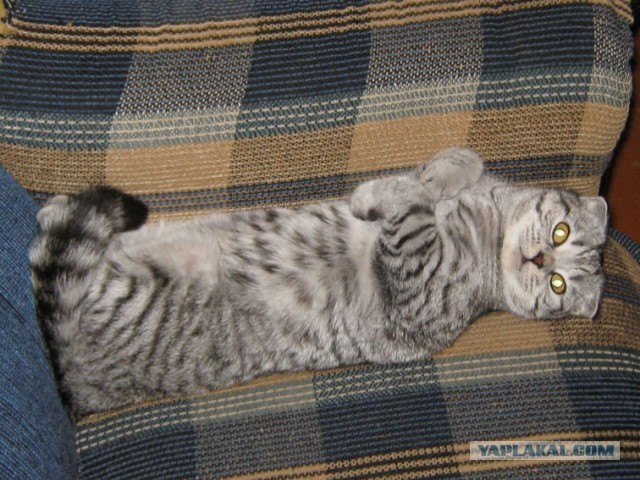 Котовторник 05.03.13