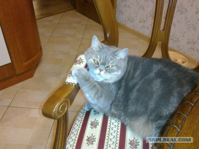 Котовторник 6.05.2014