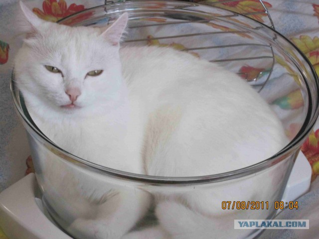 Котовторник 17.06.2014