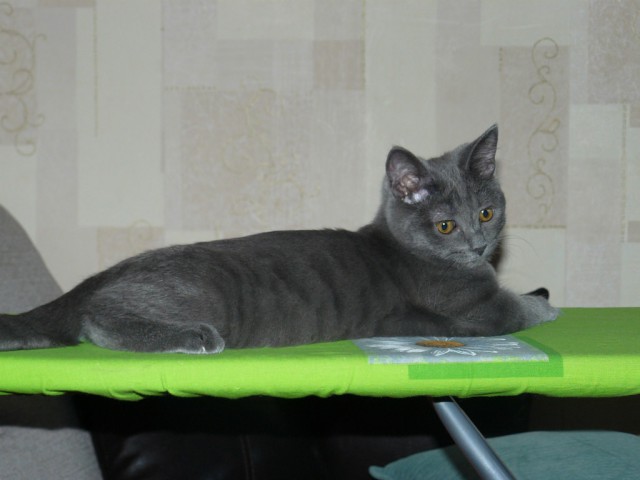 Котовторник 24.06.2014