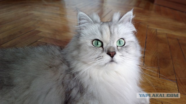 Котовторник 22.07.14