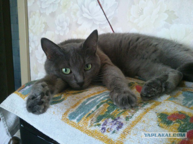 Котовторник 21.10.2014