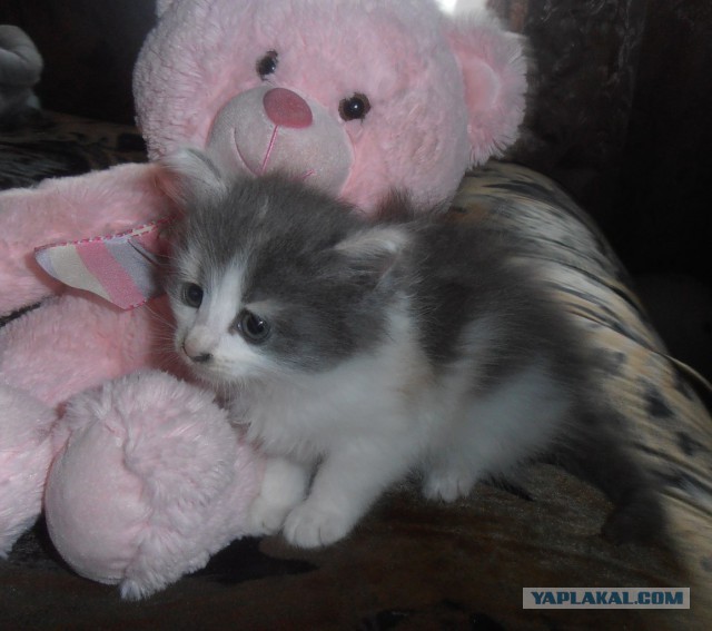 Котовторник 9.12.2014