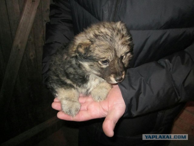 Знатоки собак подскажите плиз