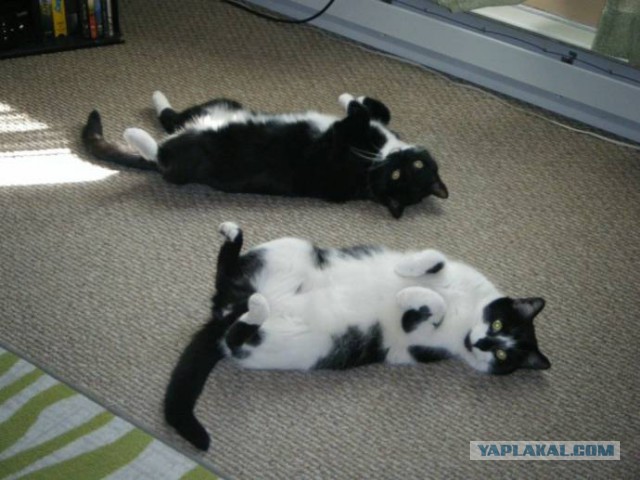 Котовторник 31.03.2015