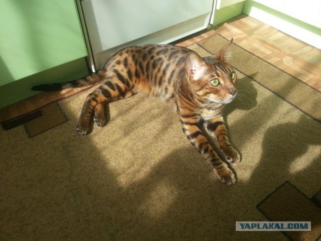 Котовторник 28.04.2015
