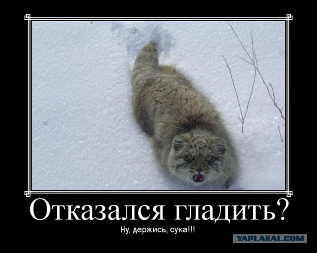 Манул зевает