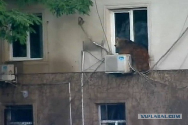 Случилось такое несчастье