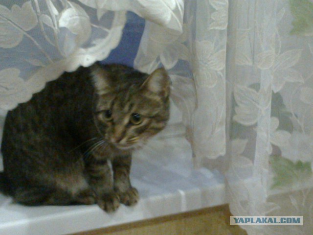 Котовторник 16.06.2015., Котовторник наступил!
