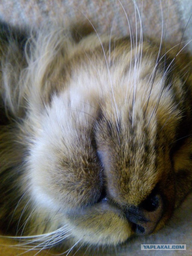 Котовторник 14.07.2015