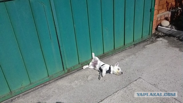 Таблички собачьи