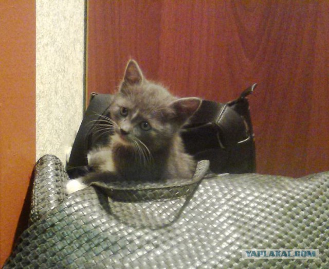 15 забавных примеров железной кошачьей логики